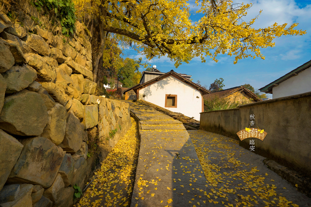 【临安图片】【银杏飘金路 • 红叶指南山】八都岕、指南村、杨家村秋色最盛时