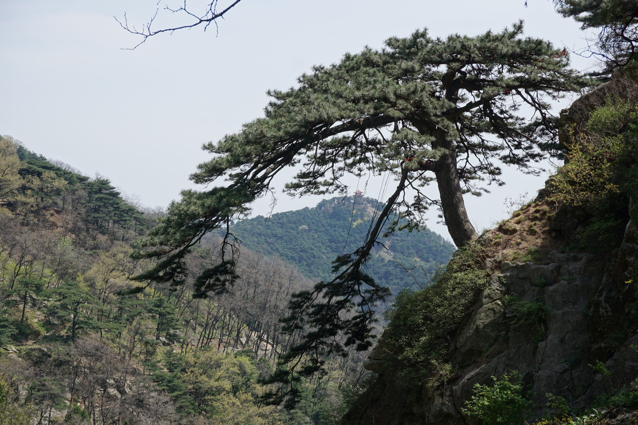 齐鲁青未了之泰山篇（上）---东岳称独尊_游记
