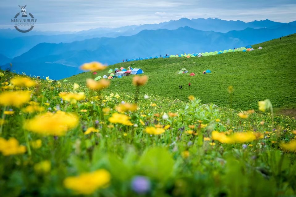 盛开| 百花争艳九顶山