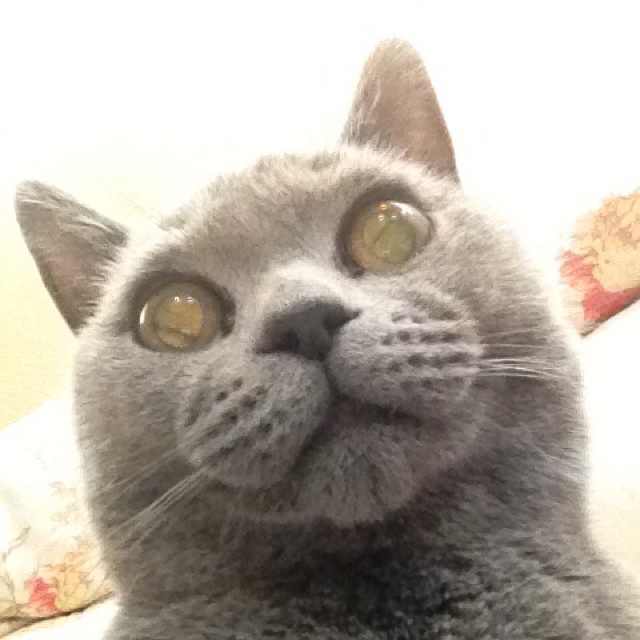 OvoV