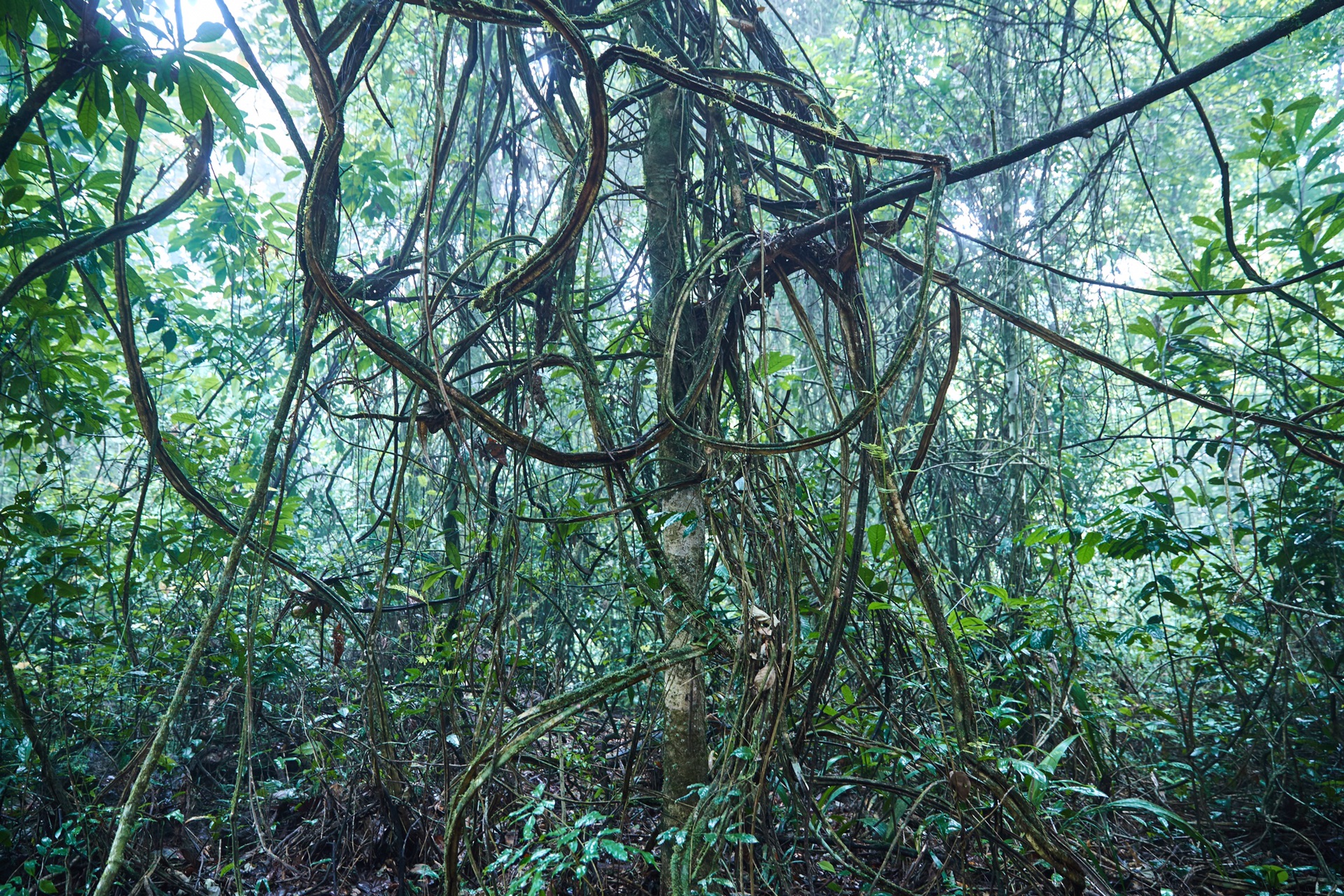 苏里南：亚玛逊的热带雨林_游记