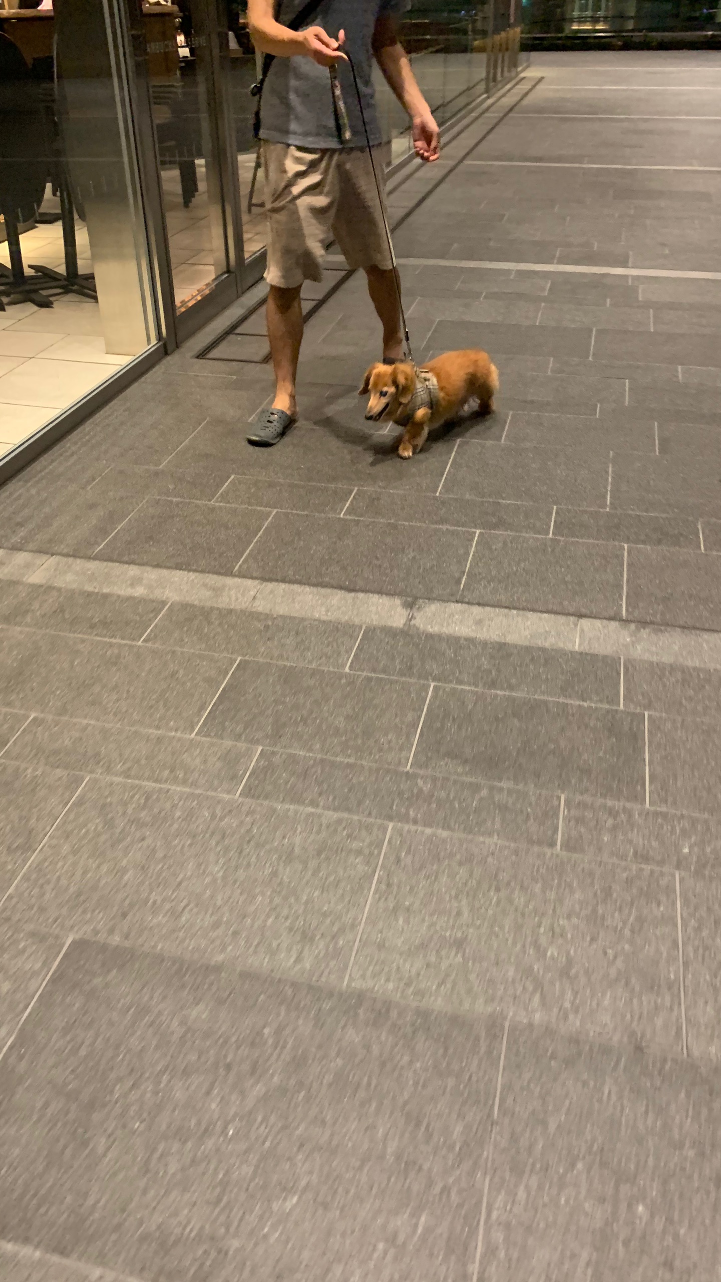 东京美食-Chegoya