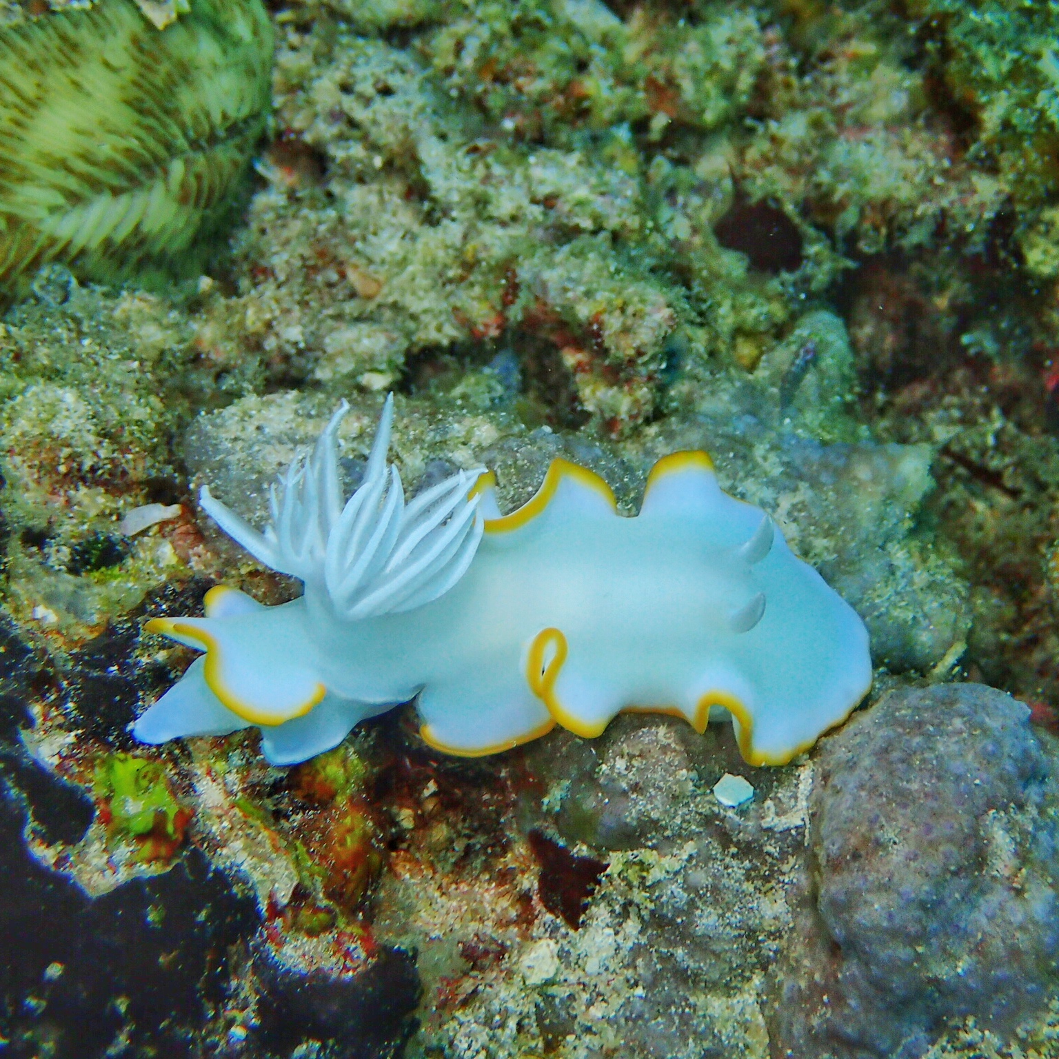 仙本那6天潜水心得,带你认识海底生物