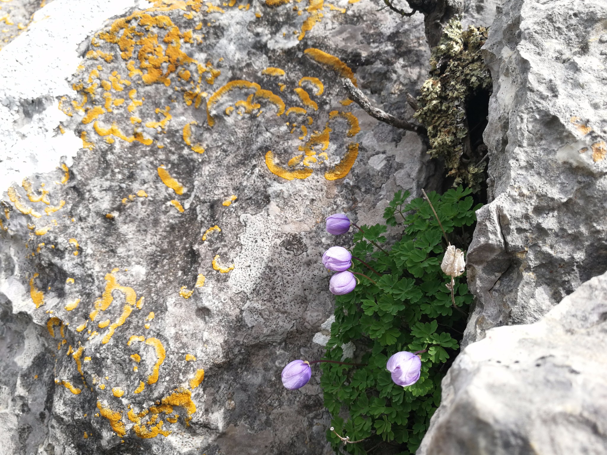 2017郎木寺纳摩大峡谷登顶记_游记