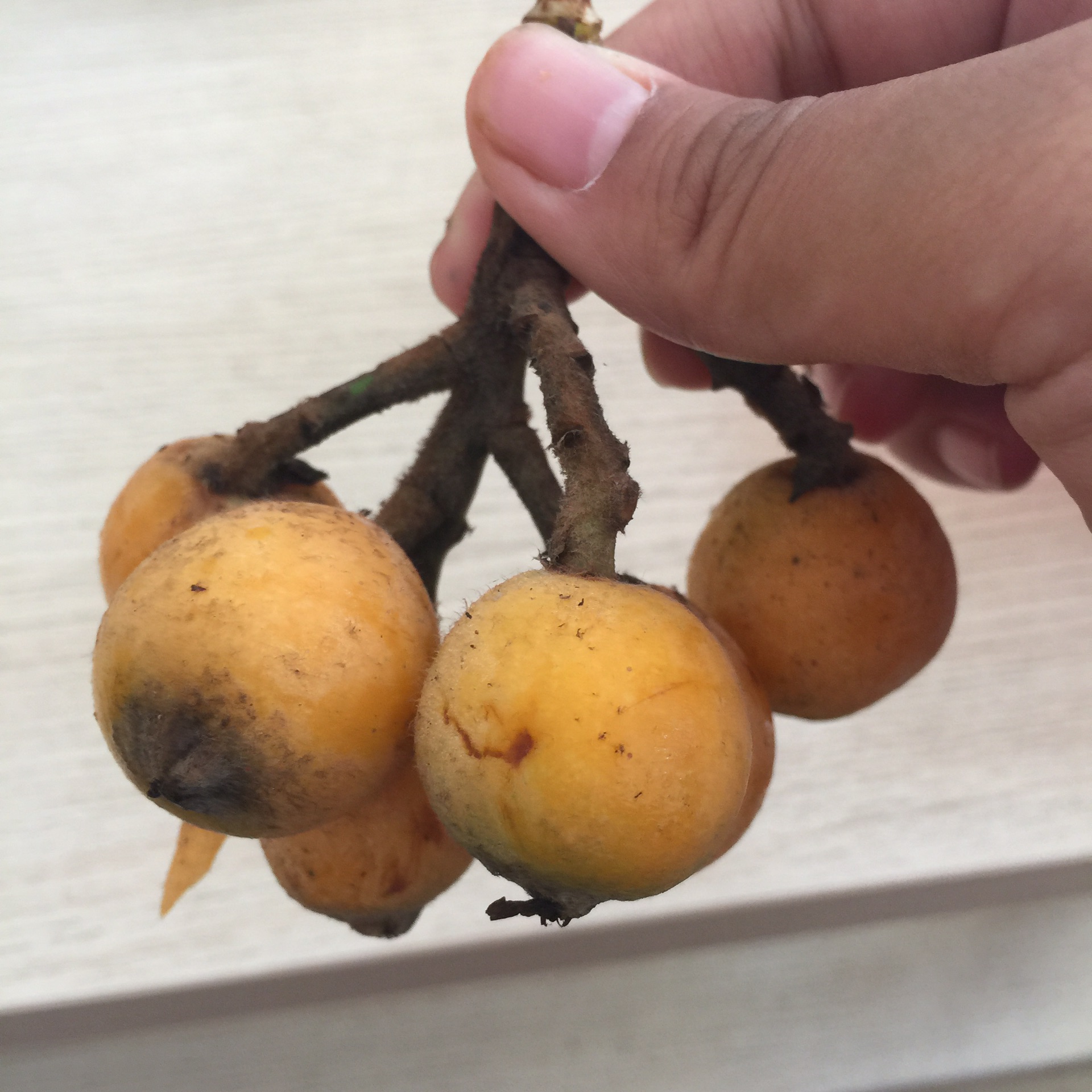 wKgBZ1moQ7eANdOtAAhVLSpFdcY11.jpeg?imageView2%2F2%2Fw%2F600%2Fh%2F600%2Fq%2F90