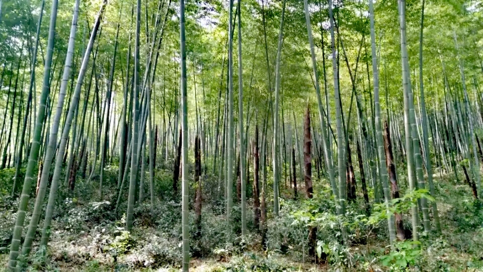 安徽繁昌县孙村镇一日游