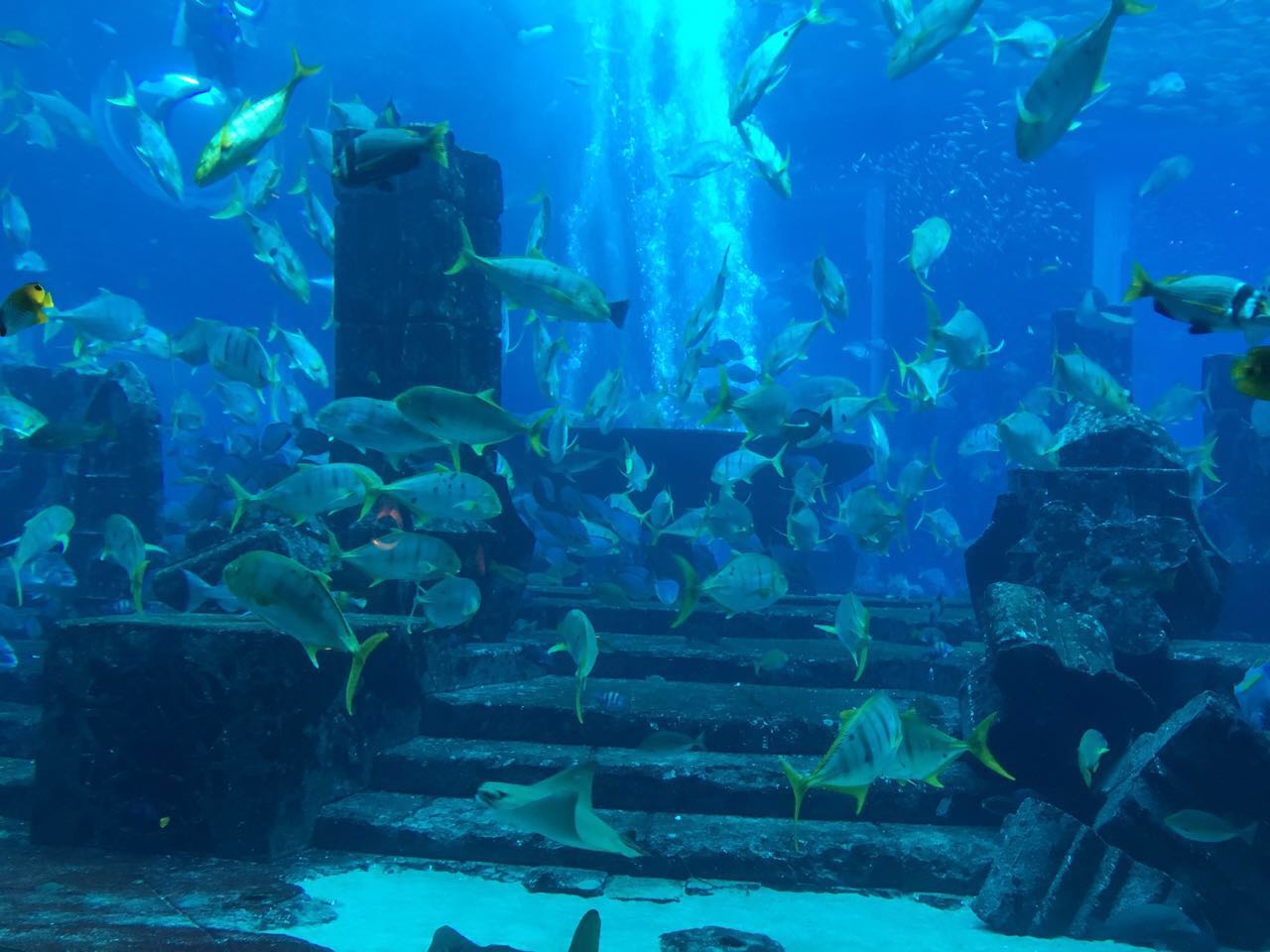 迪拜亚特兰蒂斯失落的空间水族馆门票(电子票)