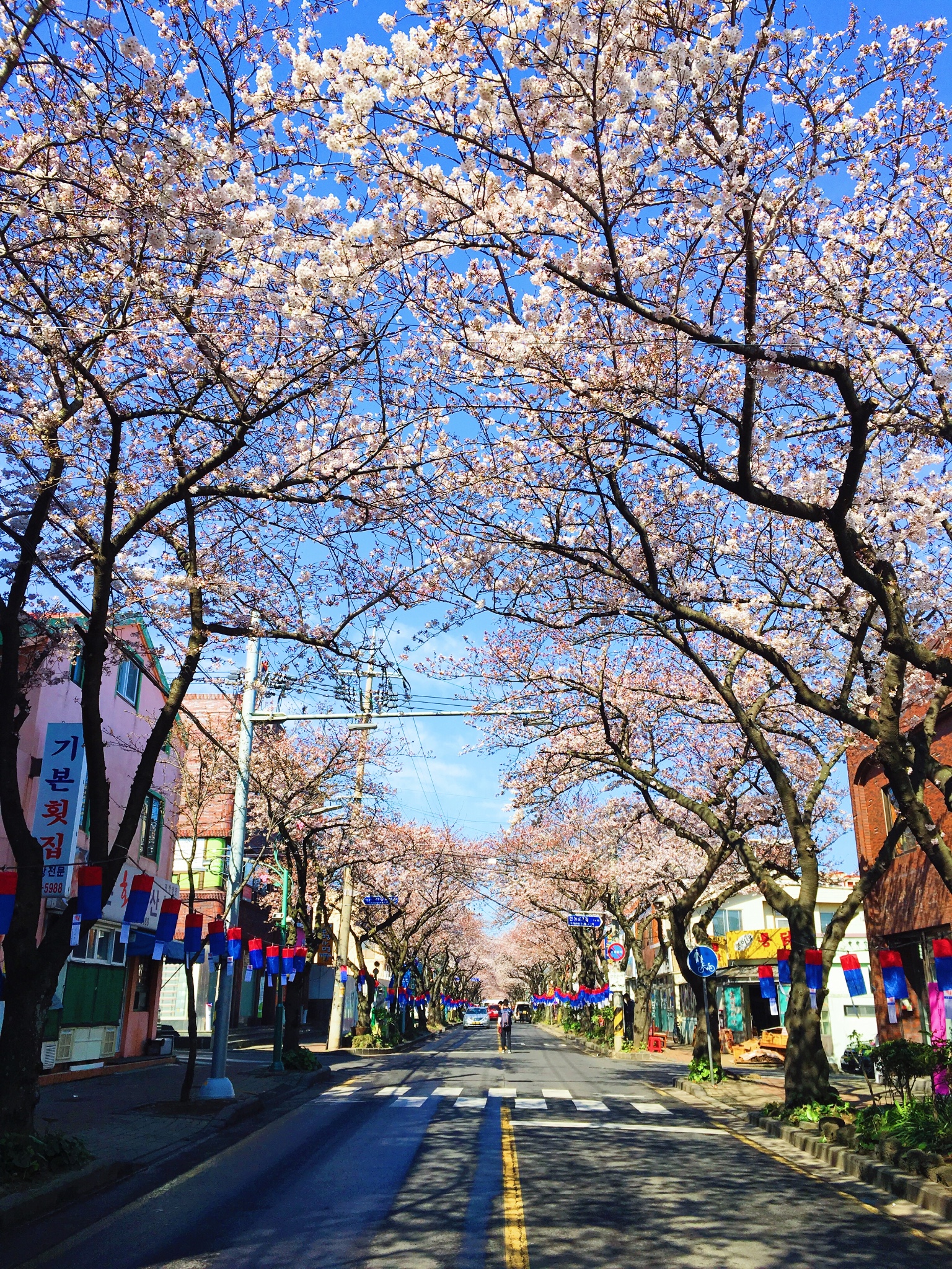 4月初，济州岛赏花爬山骑车环海岛全记录，超详细攻略~_游记