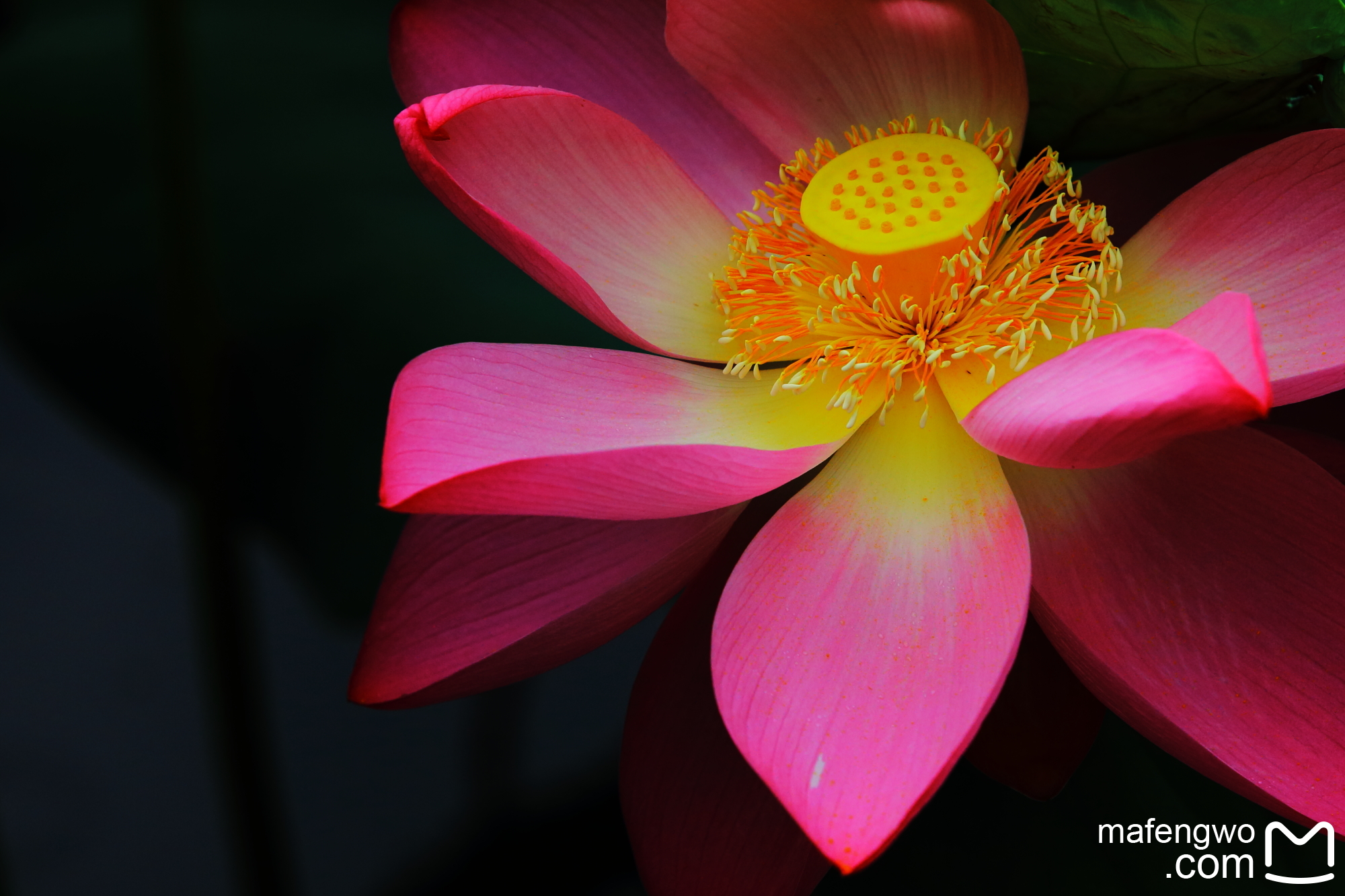 四面荷花三面柳  一城山色半城湖