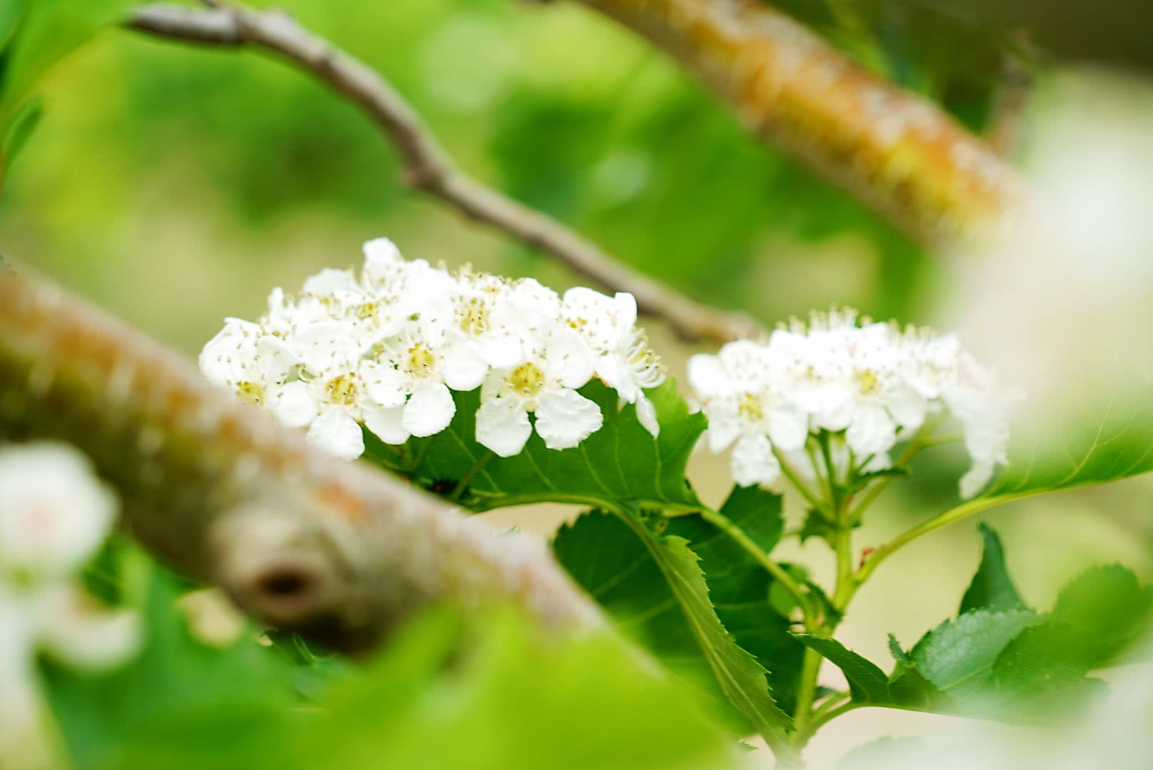 人间花影重，山楂总香洁