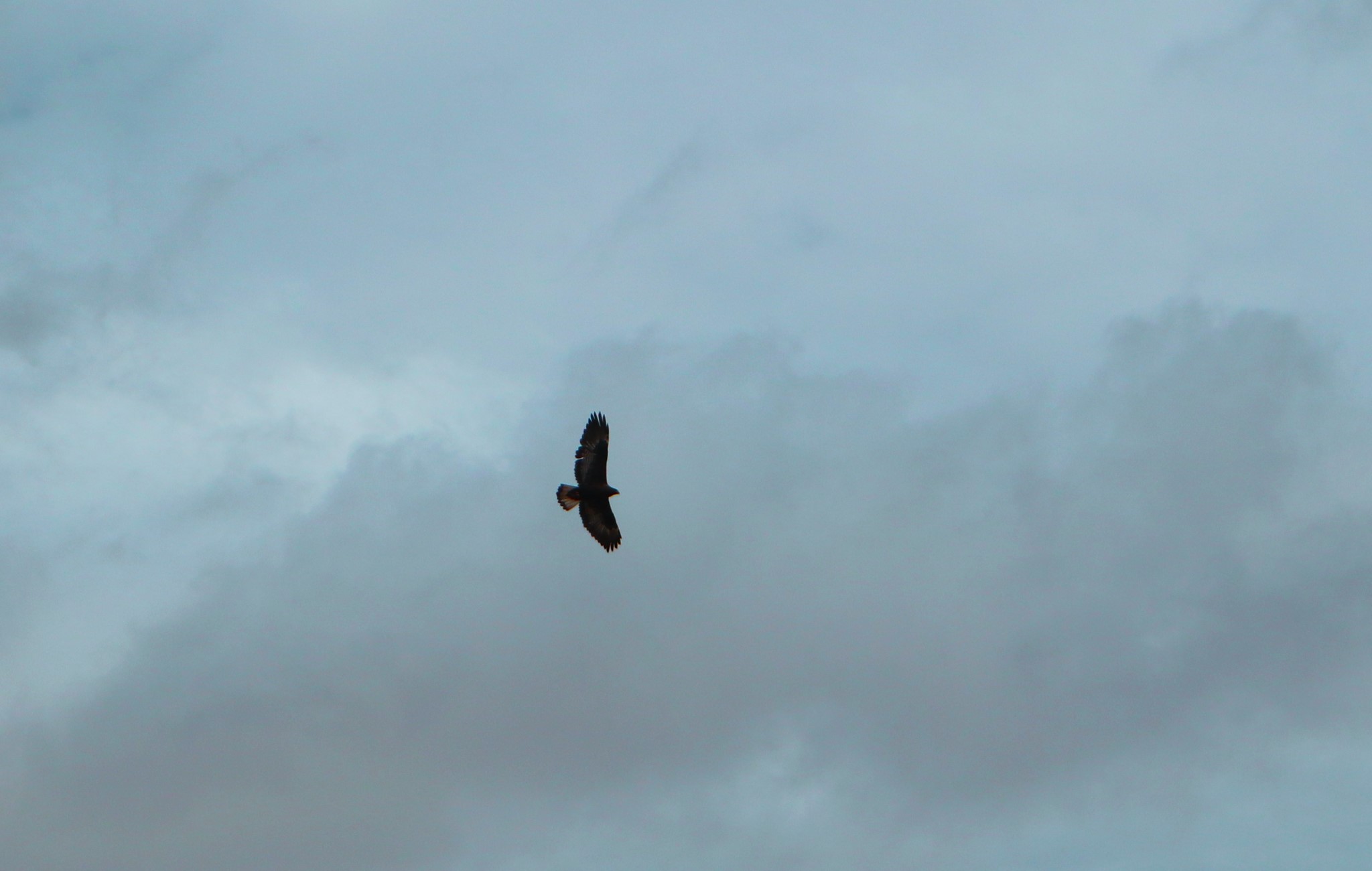 wKgBEFtDKg2AG37oAAO0M23O1aU67.jpeg?imageView2%2F2%2Fw%2F600%2Fh%2F600%2Fq%2F90