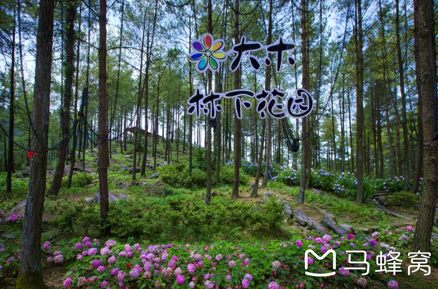 这才是重庆唯一让我迷醉的花海_游记