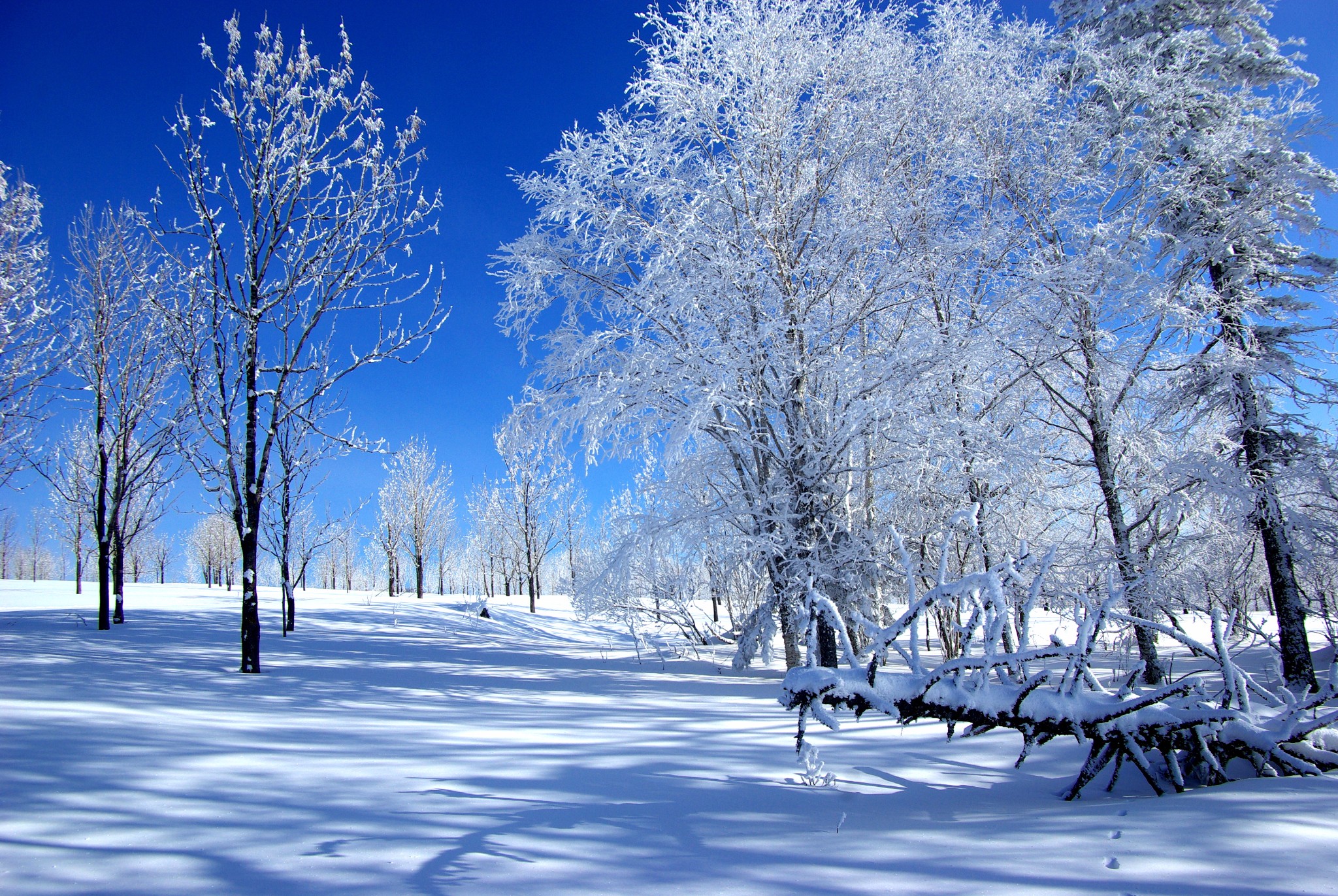 雪乡人口有多少_雪乡图片