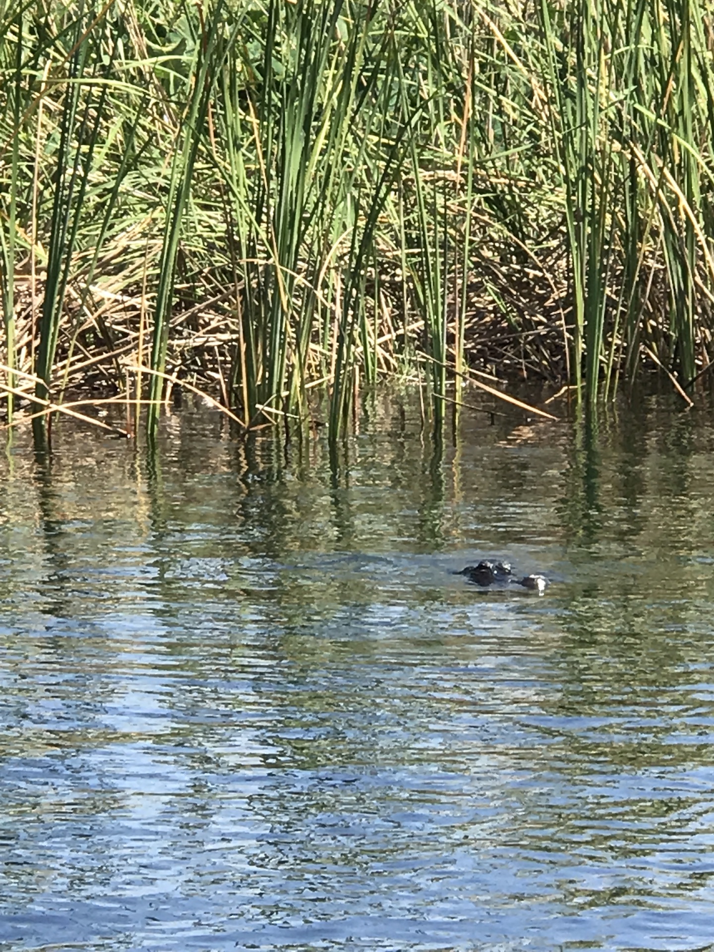 带着老公还有两个娃，绕道游坎昆，爱上蓝色加勒比_游记