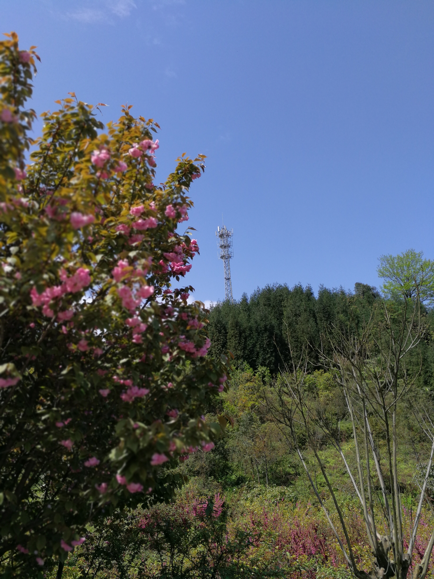 沙湾区轸溪乡双山村赏樱花