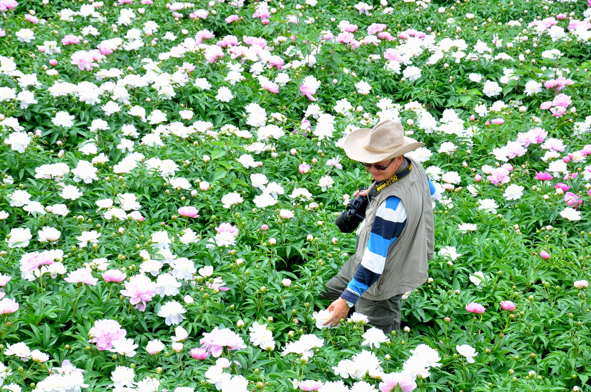 【金堂图片】暮春之芍药花田~金堂广兴