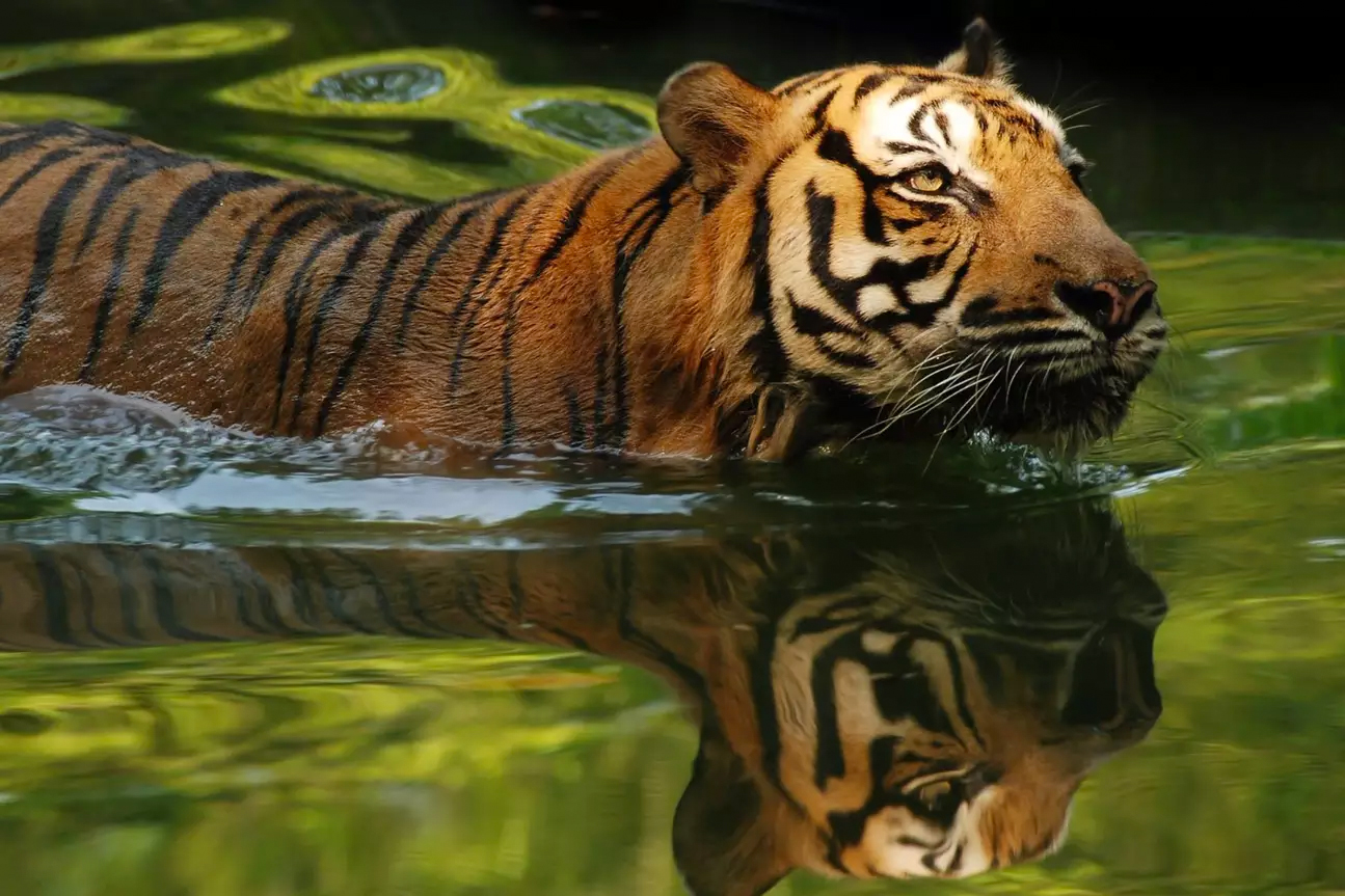 园内的老虎生活在大型开放式的网箱内,生活的十分自由,园内的动物都很