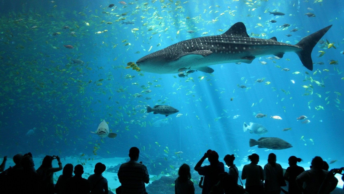 曼谷 暹罗海洋世界 sea life bangkok ocean world(1分钟出票免打印