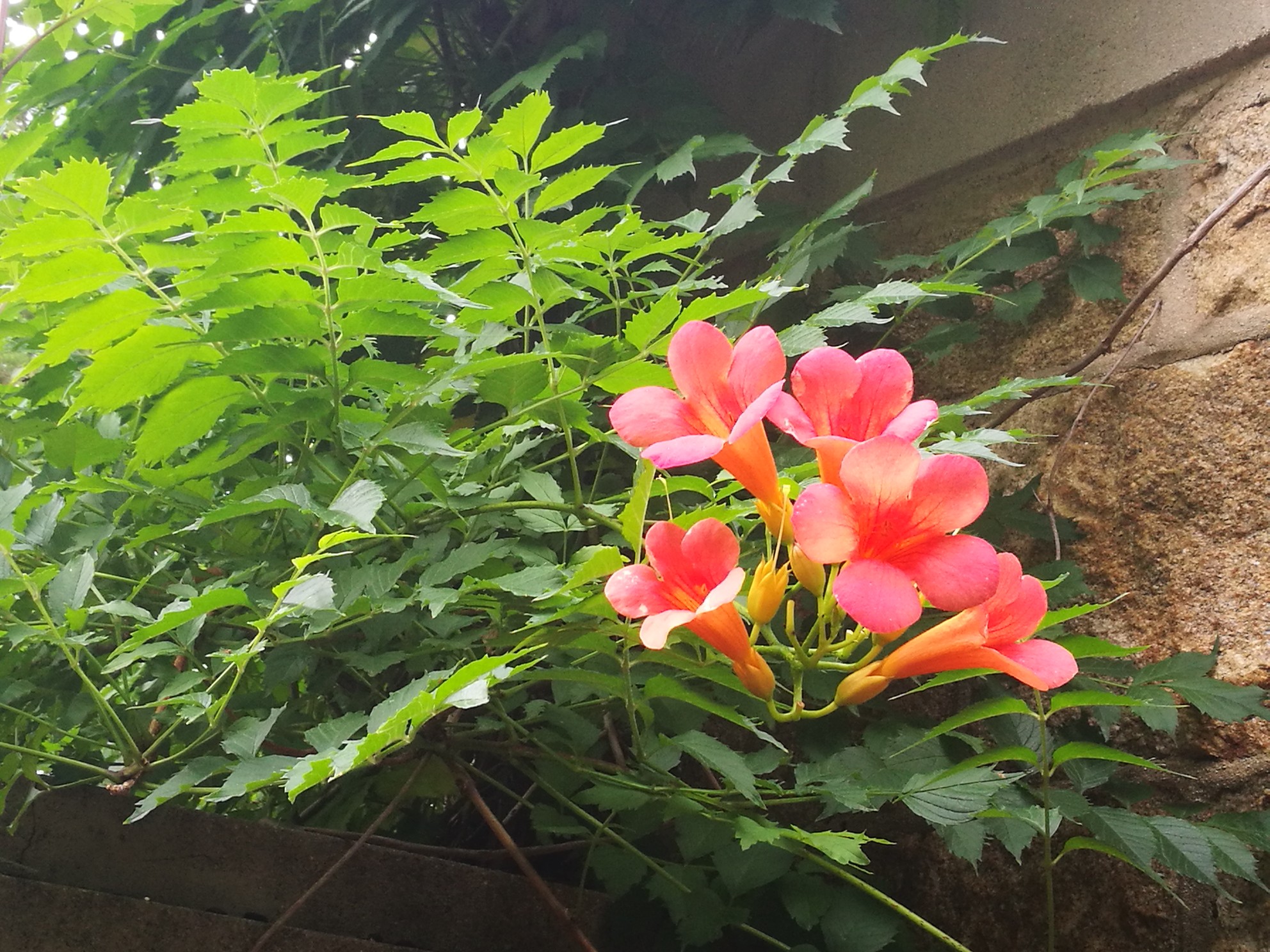 昆嵛山无染寺_游记