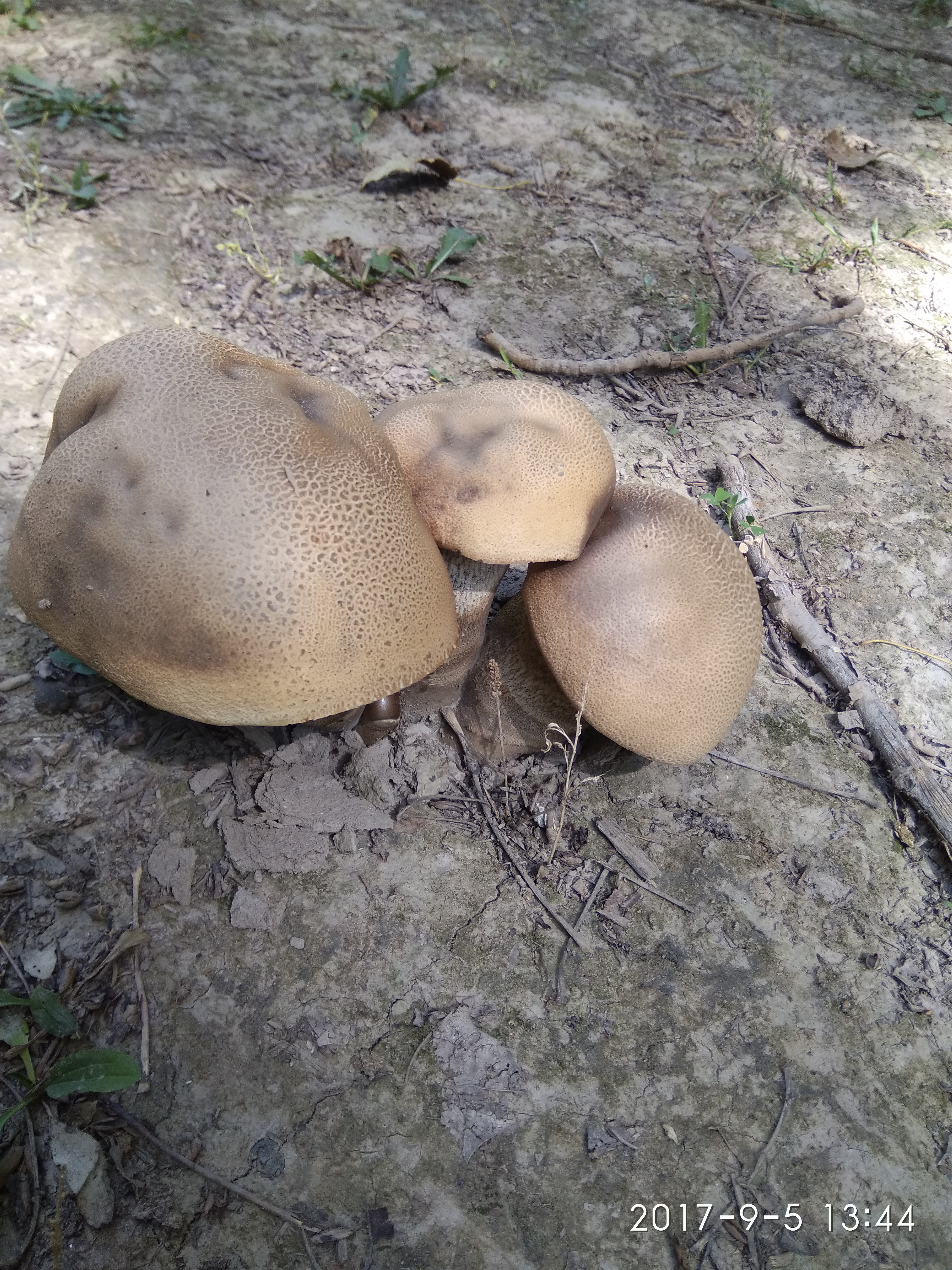 新疆野生大蘑菇
