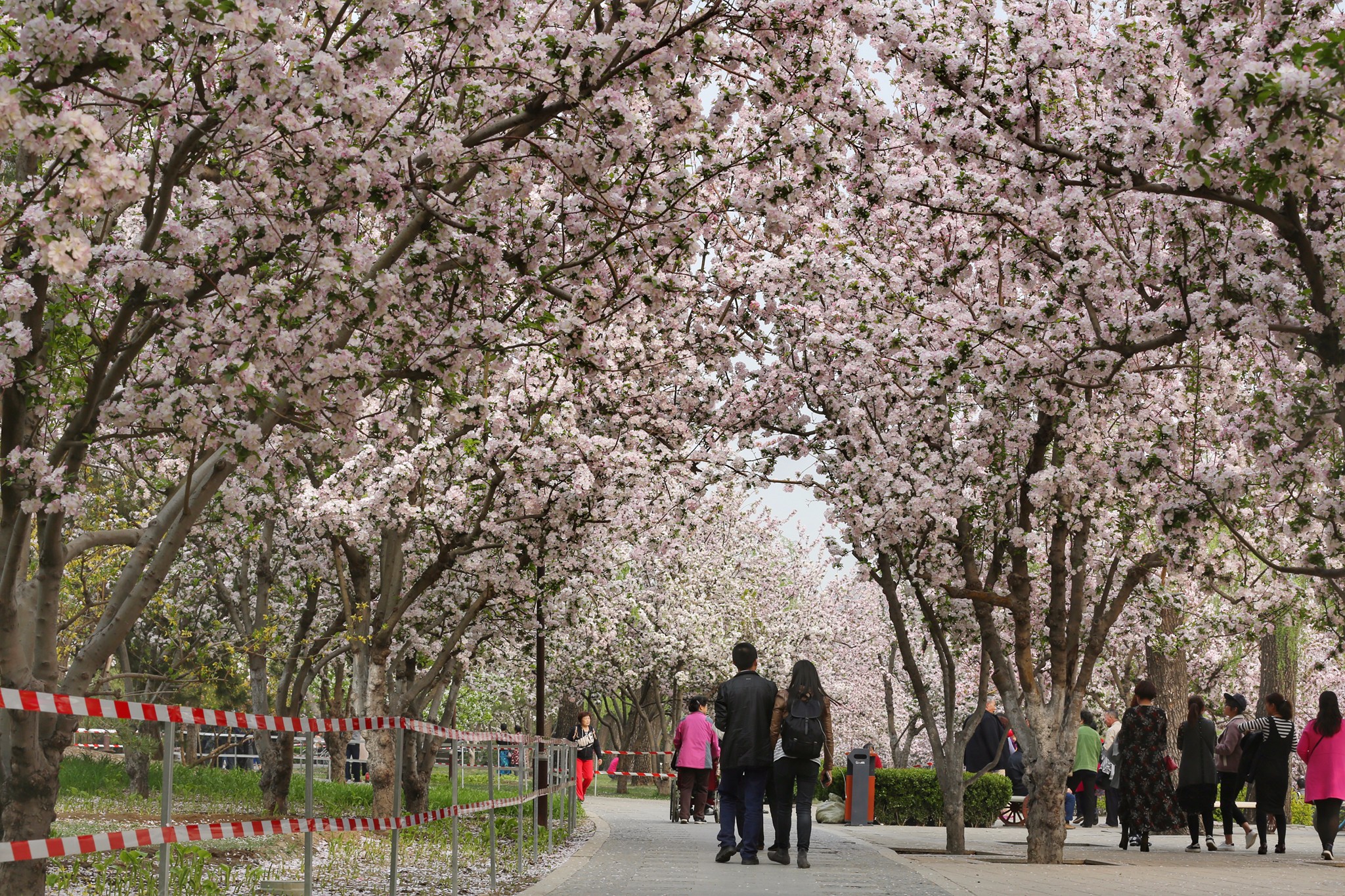 北京春季赏花宝典—对的时间和地点邂逅超美的花朵