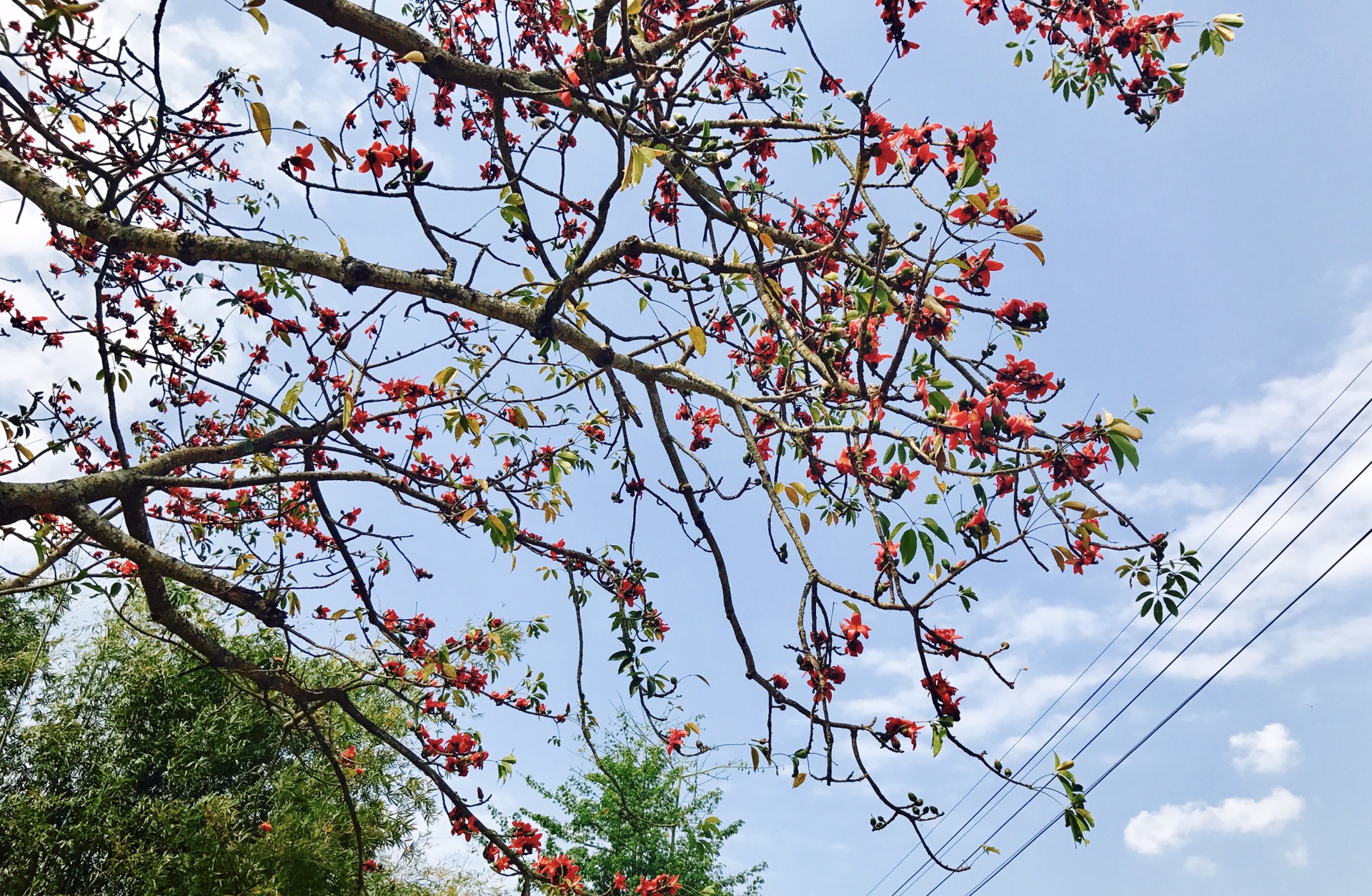 海南昌江观木棉花开季及儋州千年古盐田-即海南西线2天游记_游记