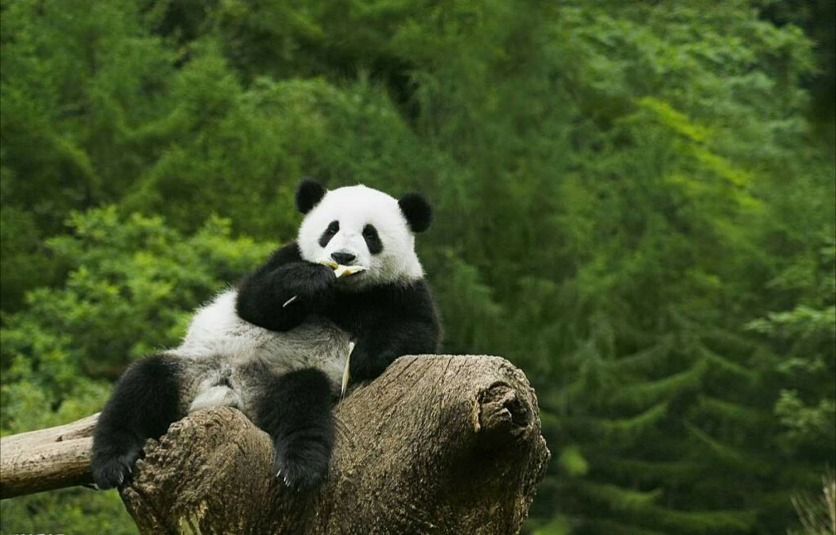 中华大熊猫苑神树坪