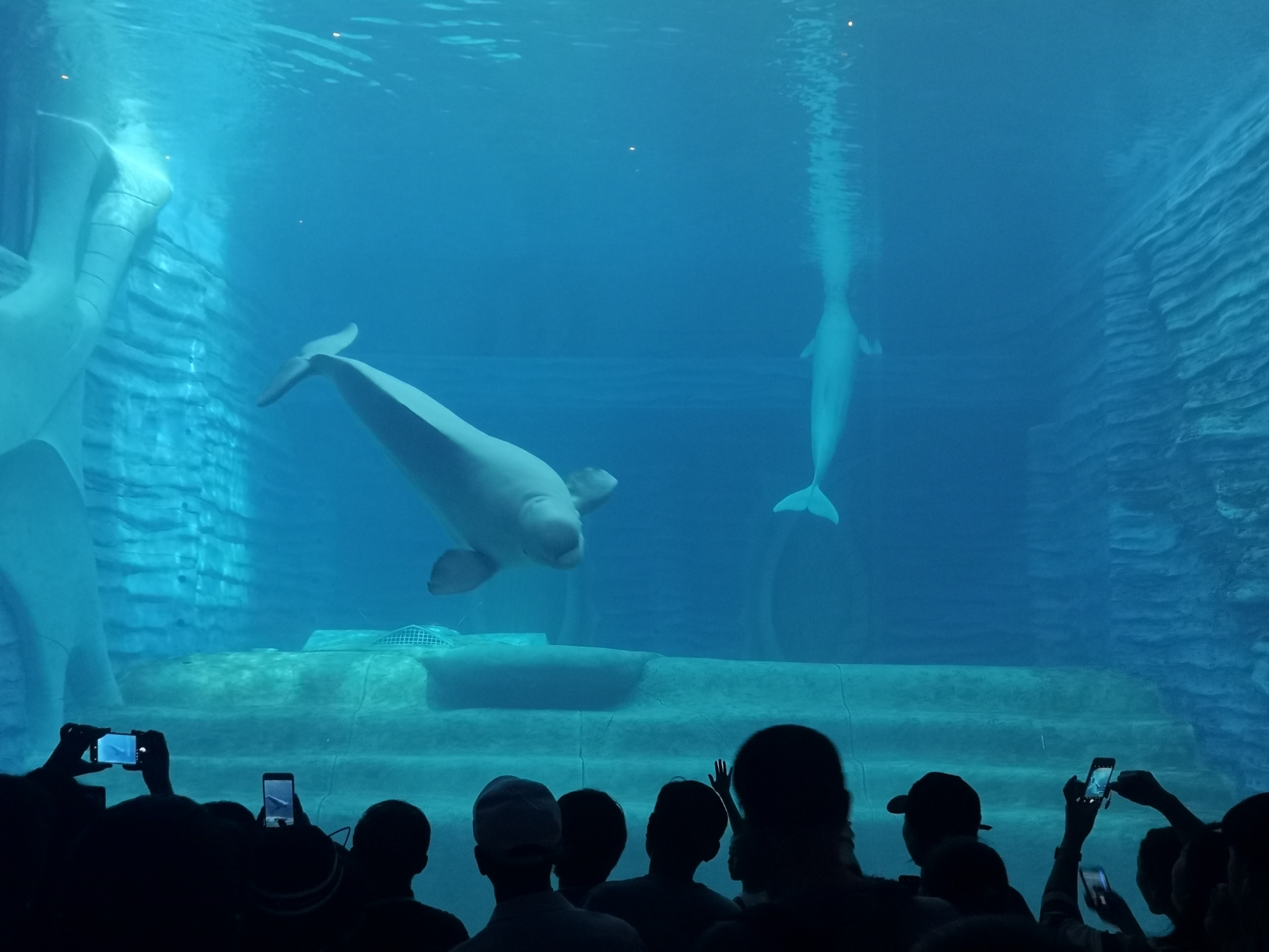 8月三亚亚特兰蒂斯水族馆2小时,梦幻的…水世界4小时