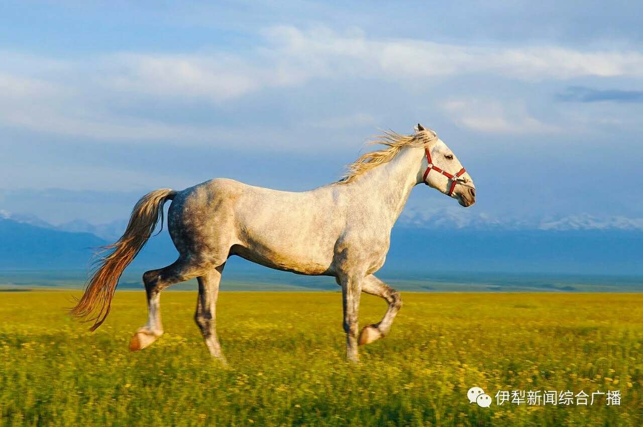 天马故乡美丽昭苏_游记