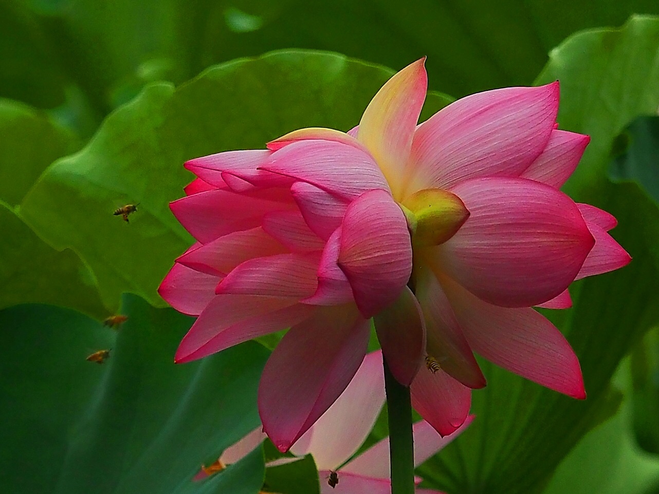 广州市荔湾湖夏日荷花