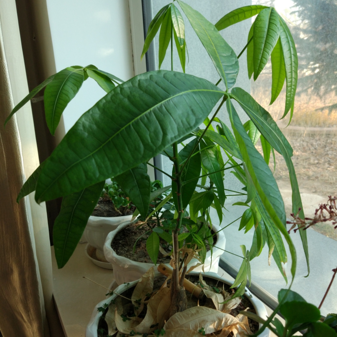 nanhua00
