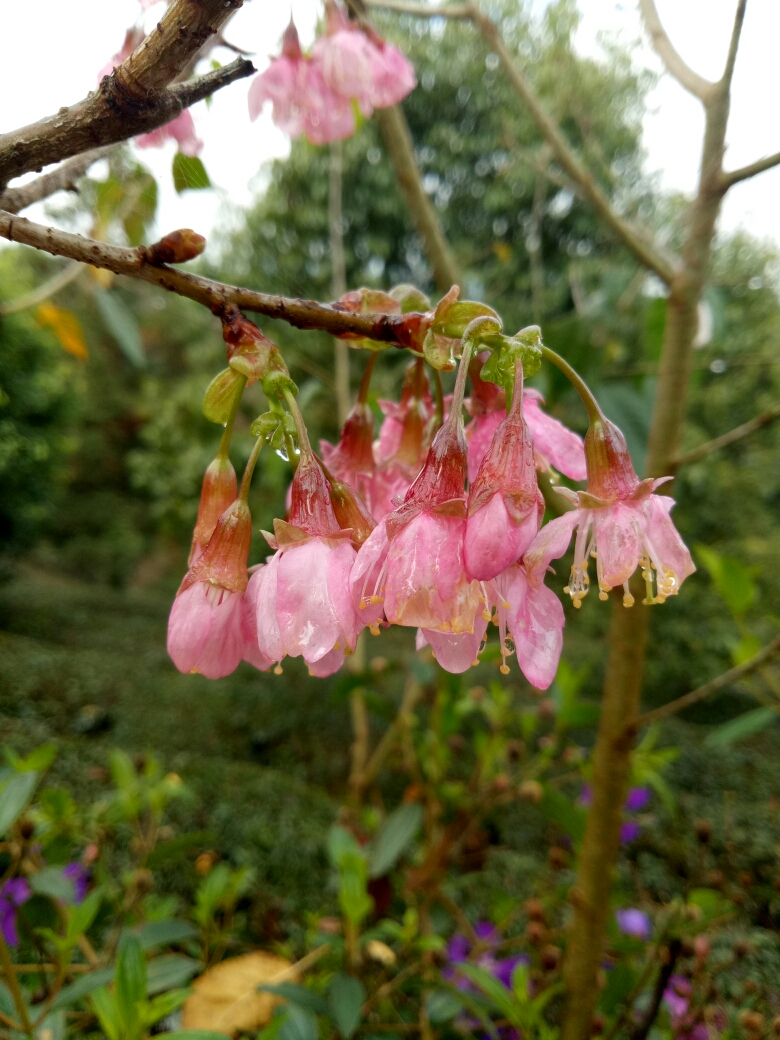 樱花