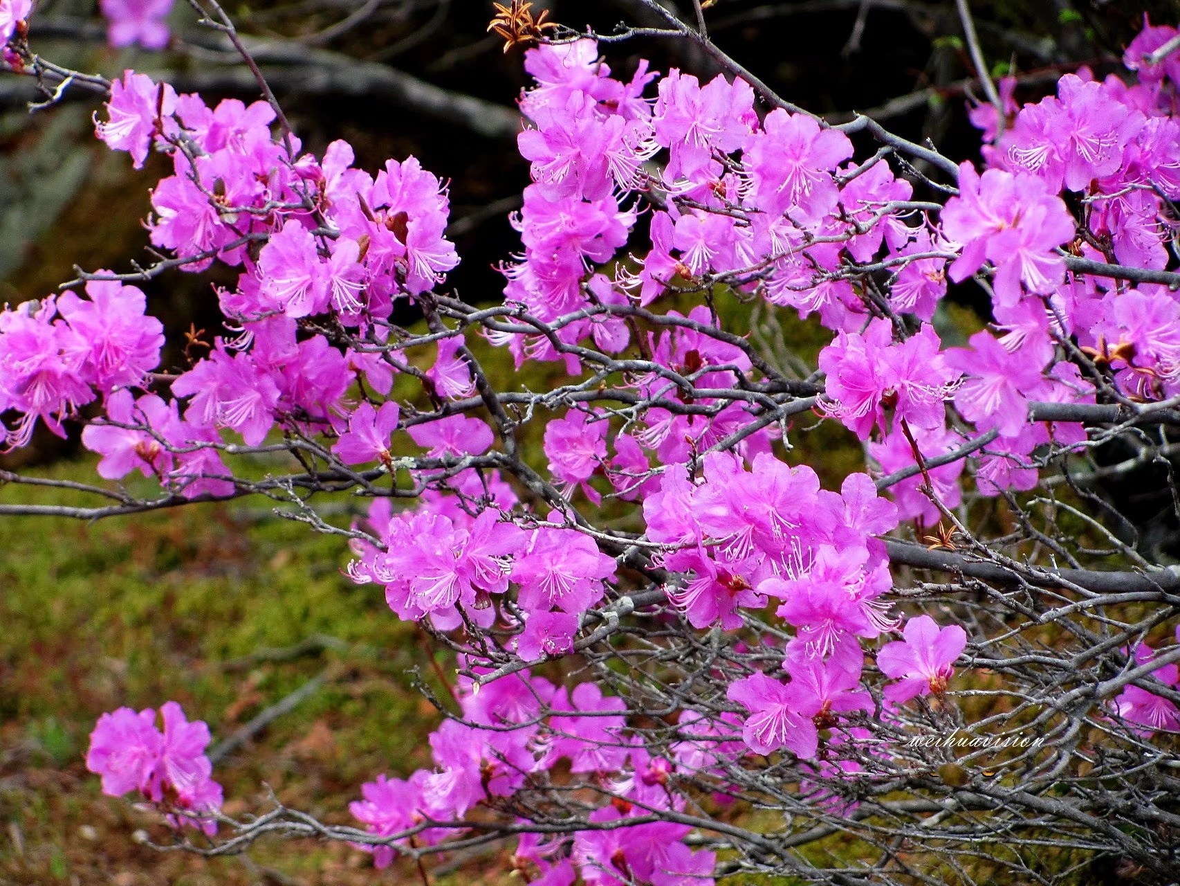 五月,来伊春赏兴安杜鹃花