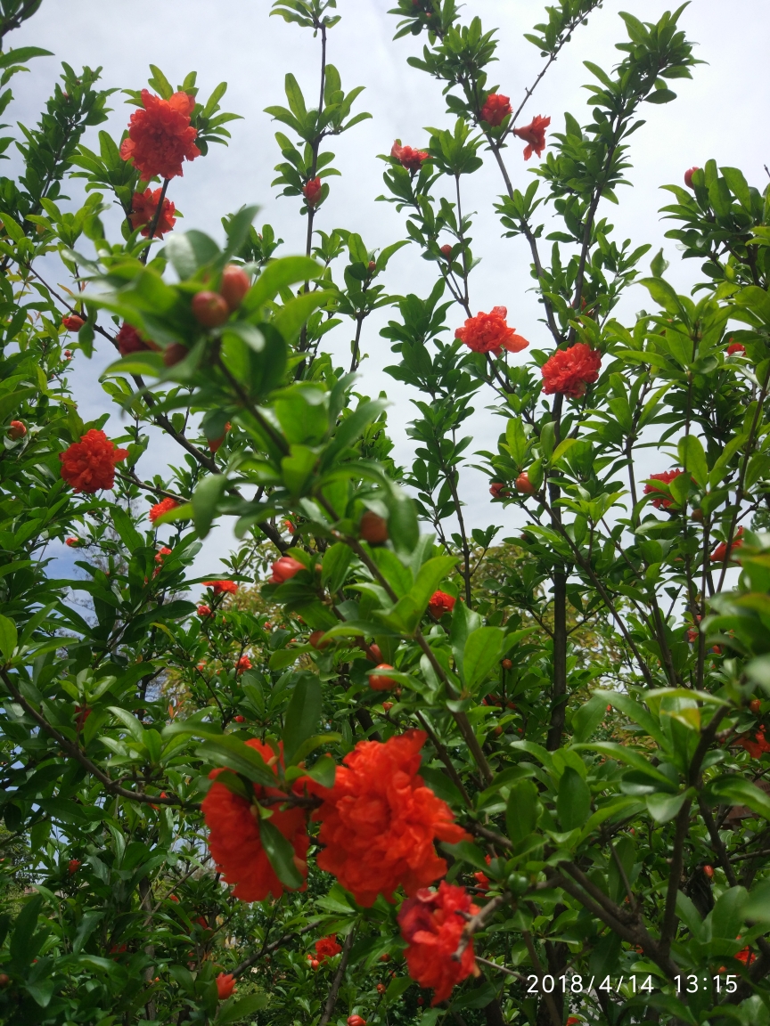 邻县金堂，柚香田园。 釆撷樱桃，游踏溪间。