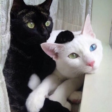 椿井