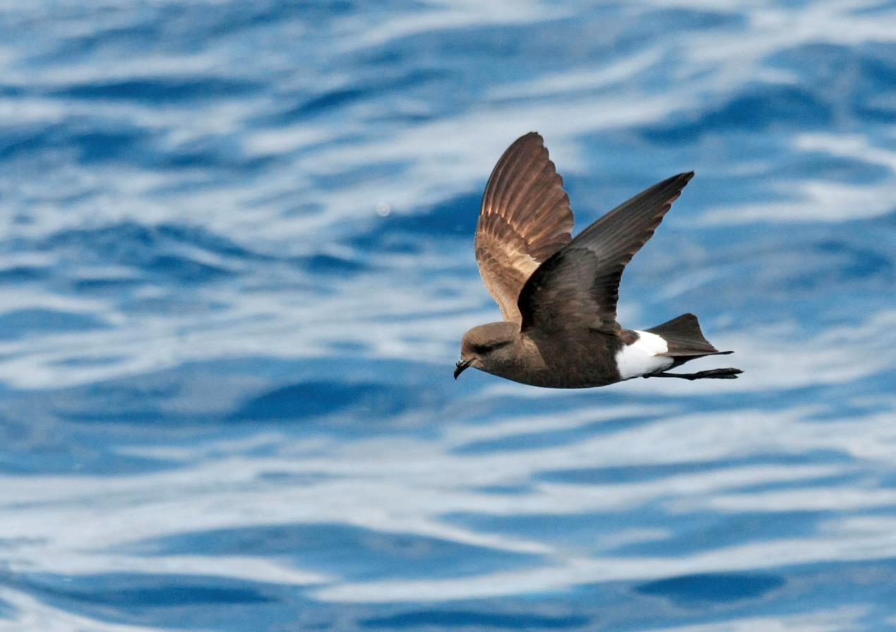 威尔逊风暴海燕wilson"sstormpetrel   是生活南极个体最小的飞鸟