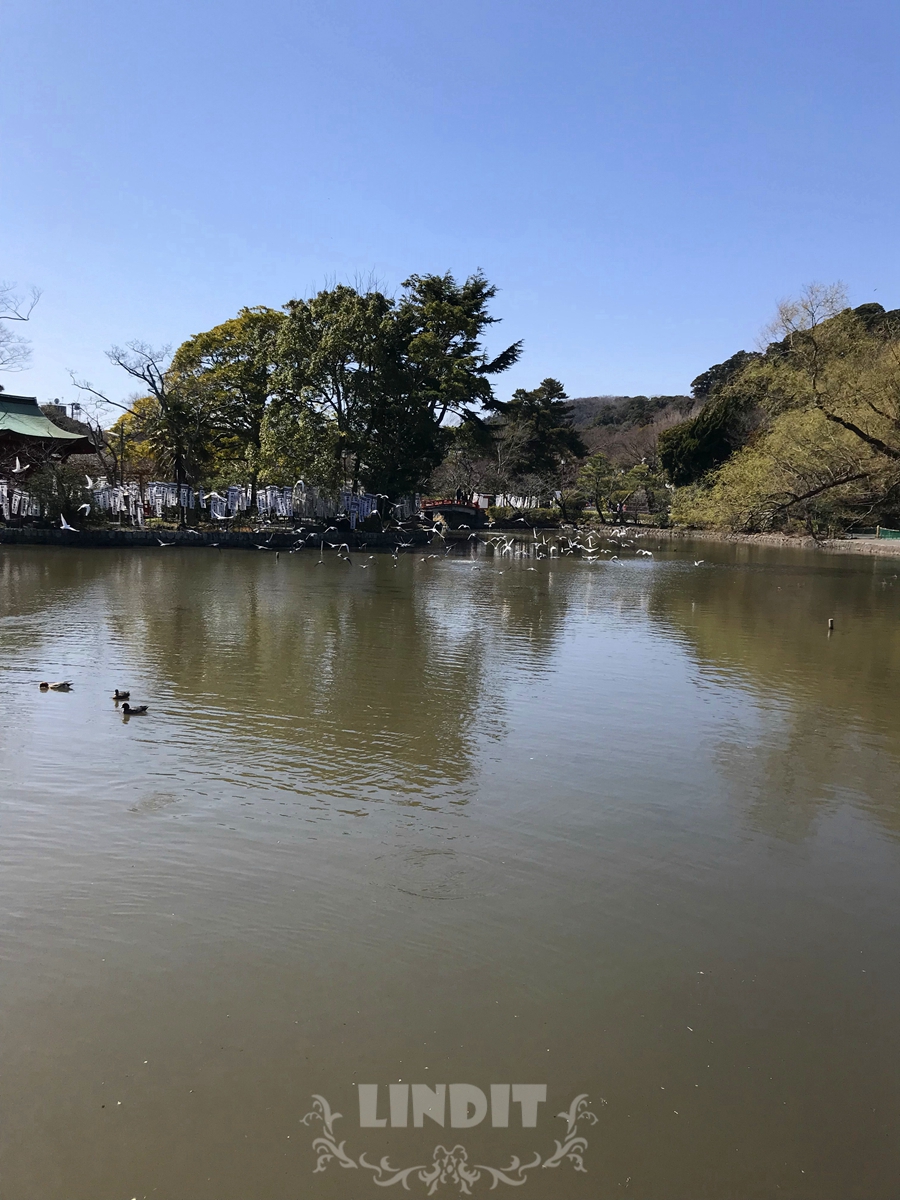 镰仓源平池攻略 源平池门票 地址 源平池游览攻略 马蜂窝