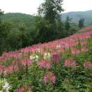 【元江图片】秋熠