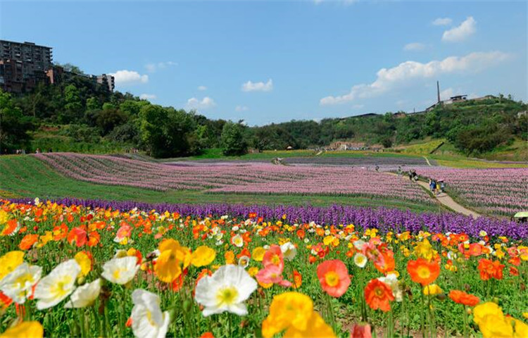 四川泸州七彩玻璃栈道大套票(花田酒地景区门票 玻璃栈道 东方神木