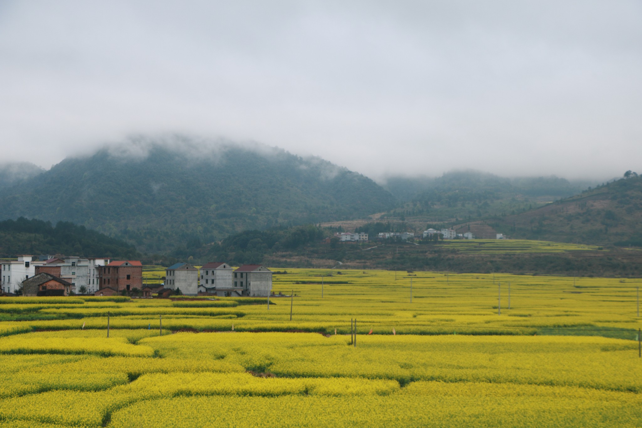 周末小行|萍乡莲花县油菜花节