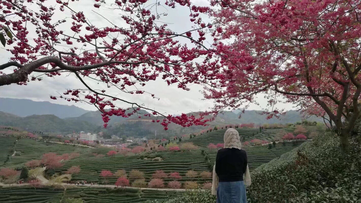 泉州，南下逢春_游记