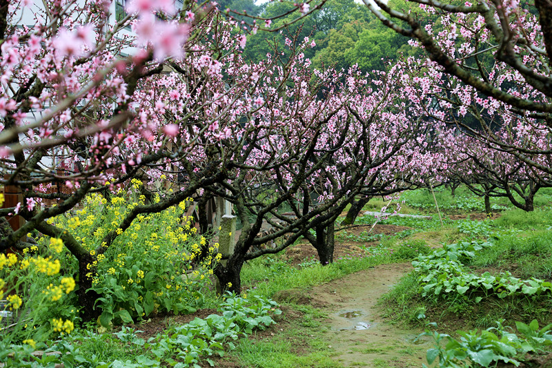 穆阳桃花盛宴 - 福建省宁德市福安市穆阳镇