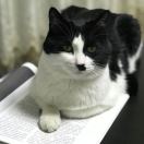 奶牛猫臭