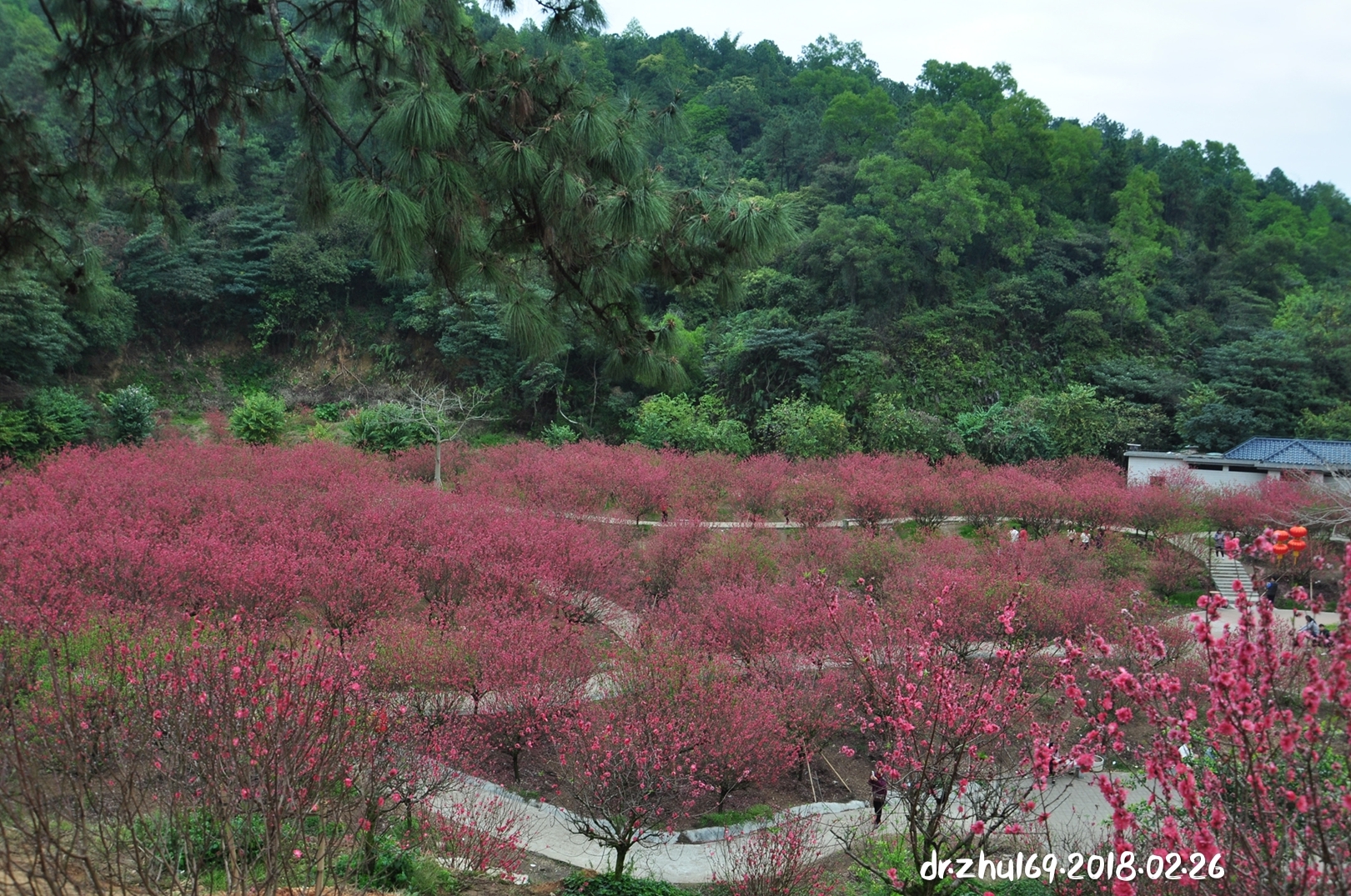 江门市白水带桃花园:在那桃花盛开的地方(小侨,2018.03.07,2019.02.