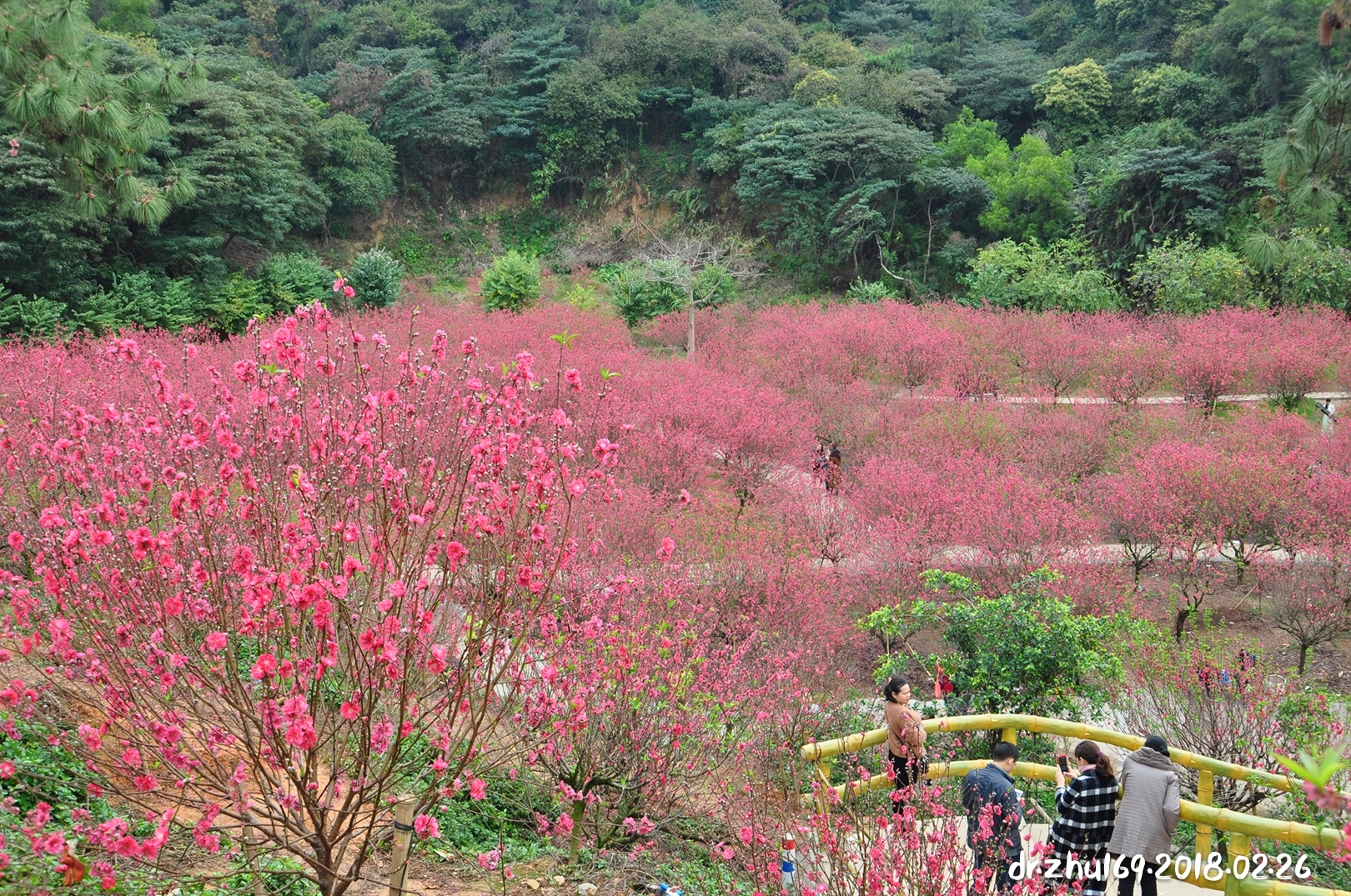 江门市白水带桃花园:在那桃花盛开的地方(小侨,2018.03.07,2019.02.