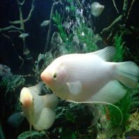 奈何桥上等千年