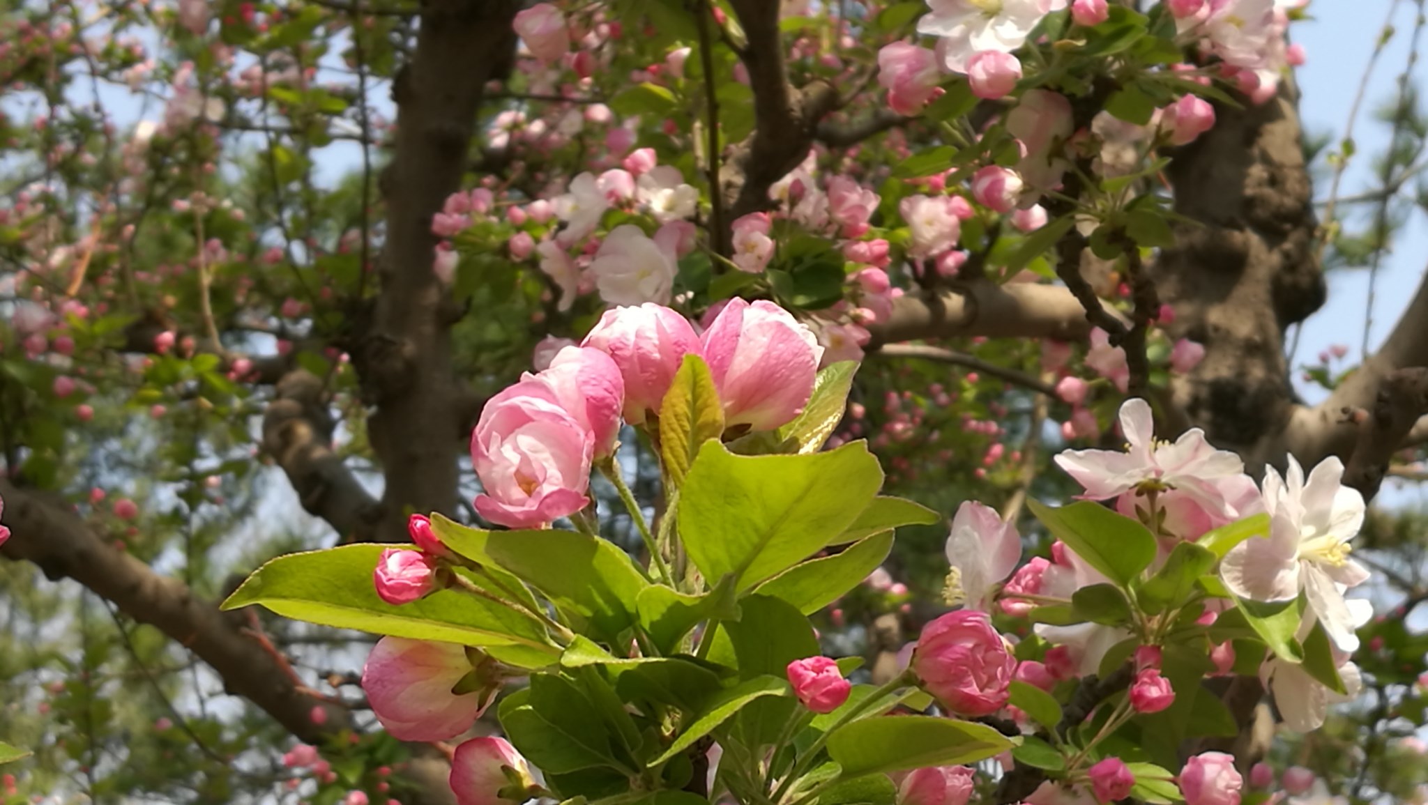 繁花闹京都——北京花溪海棠