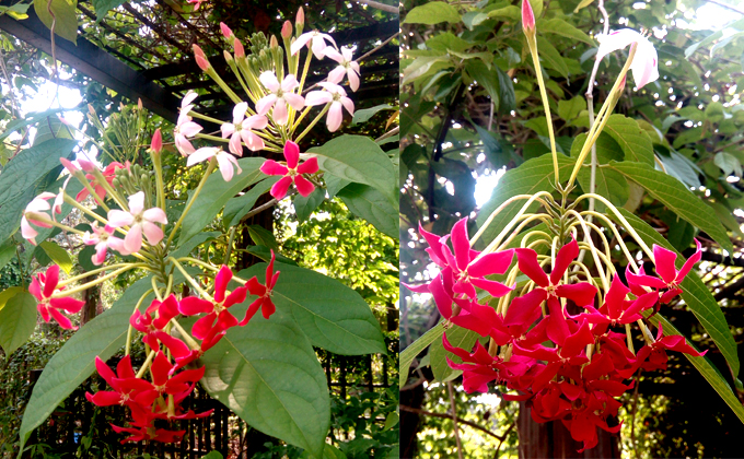 西双版纳:曼听 植物园 花卉园,美丽的自然课