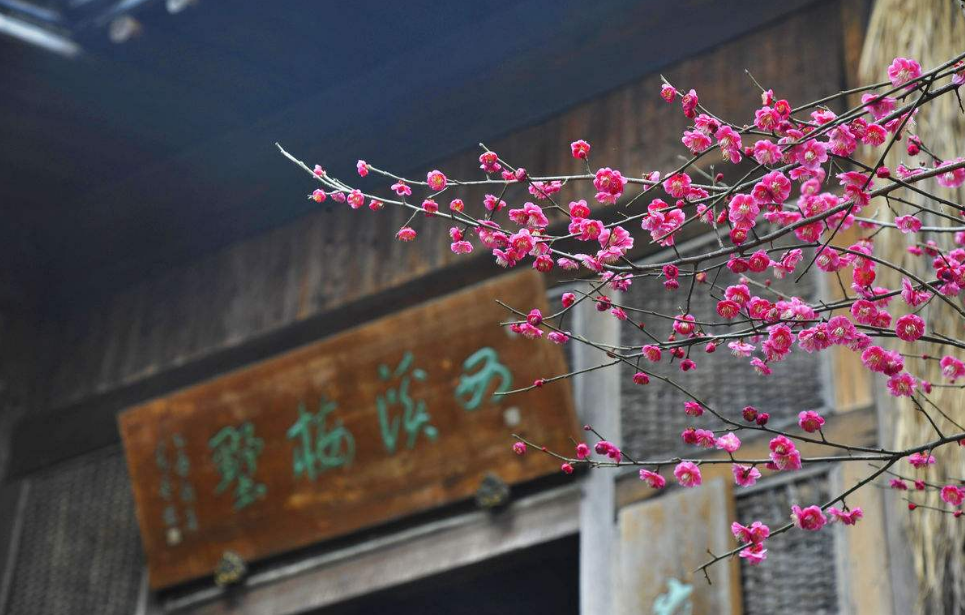 与灵峰探梅,孤山赏梅并称为杭州三大赏梅胜地,西溪梅花无