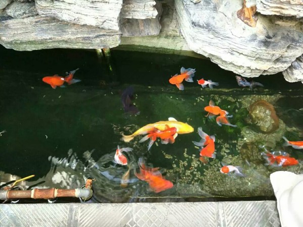 鱼儿水中游简谱_洪啸陶笛官网 陶笛伴奏下载 陶笛伴奏 七只小乌鸦